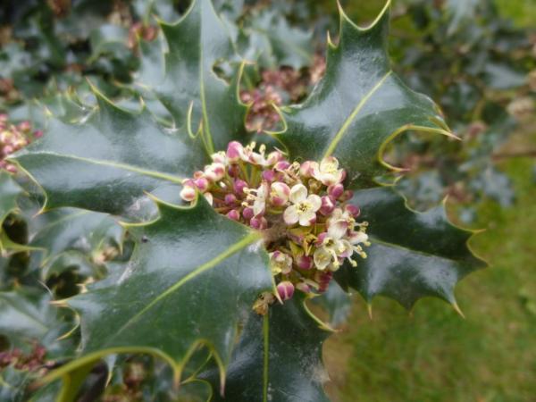 Holly flowers